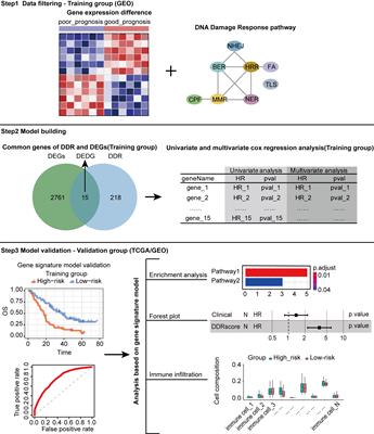 Construction of a DDR-related signature for predicting of prognosis in metastatic colorectal carcinoma